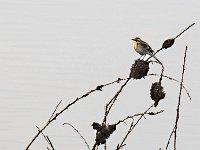 Passereau non identfié à Ranakpur