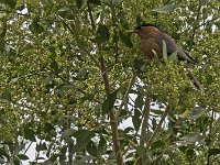 Oiseau non identifié au Taj Mahal