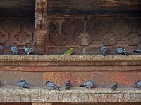 Perruche en sol mineur