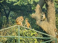 Scène de famile : Singe