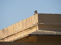Singe sur un mur du fort d'Amber : Singe