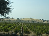 Paysage agricole (agrumes) en bordure du désert du Thar  Le canal Indira Gandhi a permi de développer une agriculture productive dans le désert du Thar. Il est alimenté par l'eau de fleuves de l'Himalaya. Il fait 470 km de long.