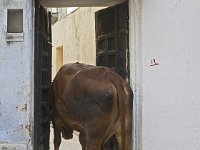 Vache rentrant à la maison  La mère nourricière La vache est respectée car elle est la mère nourricière (Gau Matta, la Mère Vache). Elle fournit cinq produits sacrés : le lait et ses dérivés utilisés dans la cuisine indienne : le lassi (lait fermenté) et le ghî (beurre fondu), du combustible (bouse séchée) utilisé en cuisine, de l’urine qui sert  dans la pharmacopée indienne et à l’origine d’une trentaine de médicaments. Sa viande n’est pas consommée par les indous, mais entre dans les habitudes alimentaires des musulmans. : vache