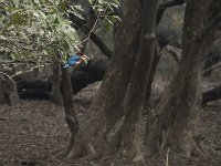 Martin pêcheur de Smyrne