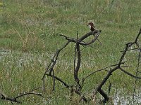 Martin pêcheur de Smyrne