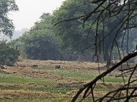 Sangliers indiens à crète