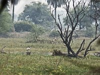 Zone humide et ibis sacrés