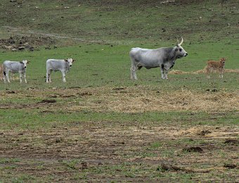 Vache et veaux de la race Maremmana