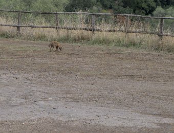 Rencontre inattendue