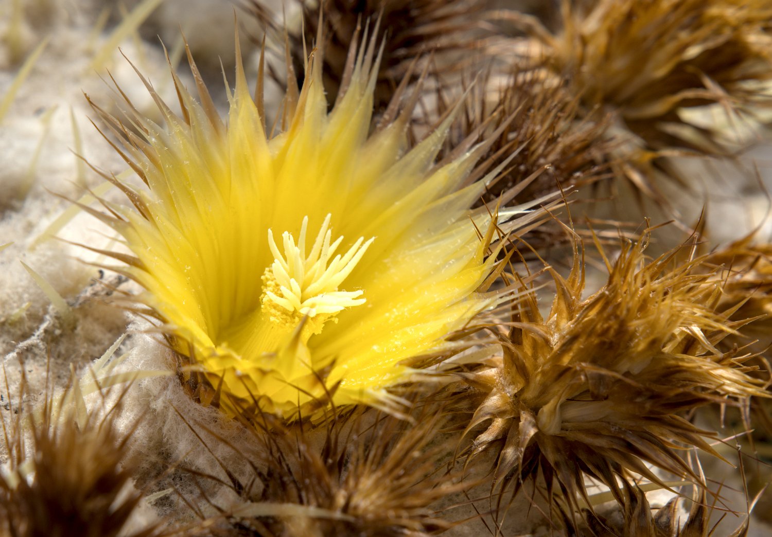 Cactus siège de belle-mère (Kroenleinia grusonni)