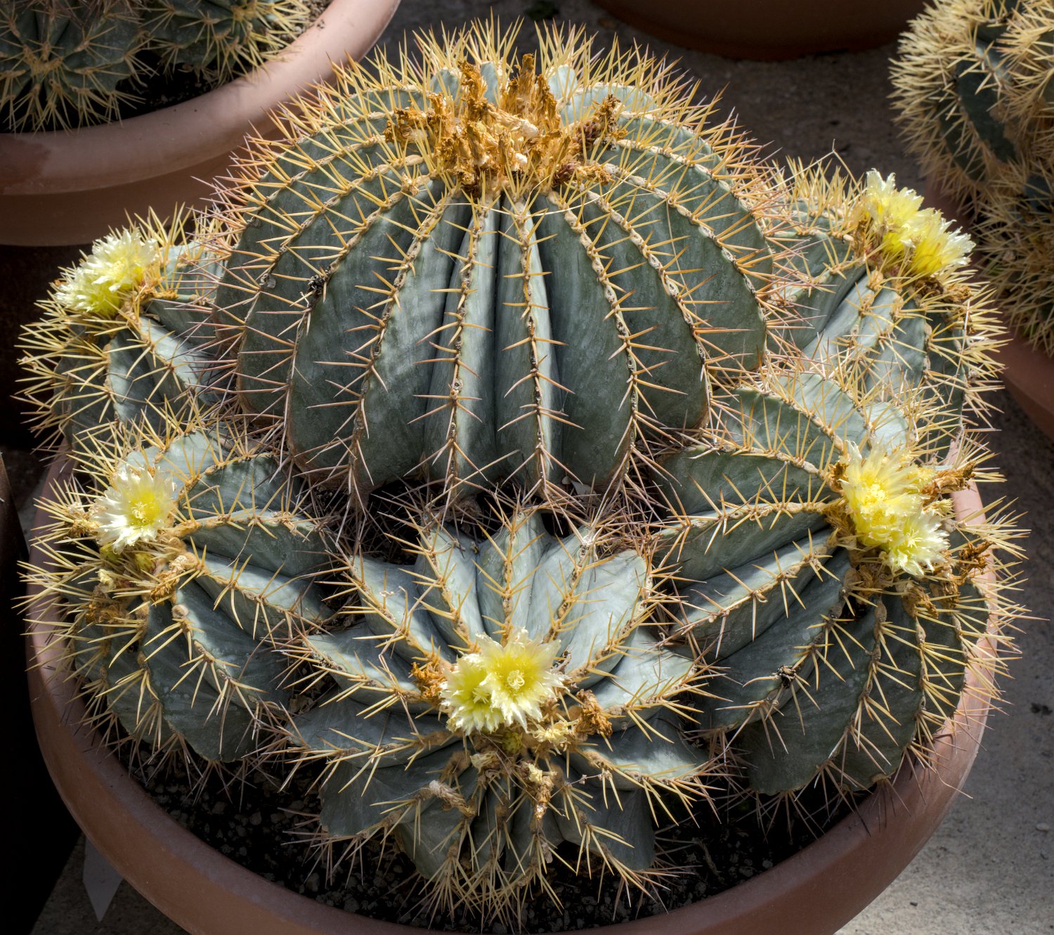 Ferocactus glaucescens