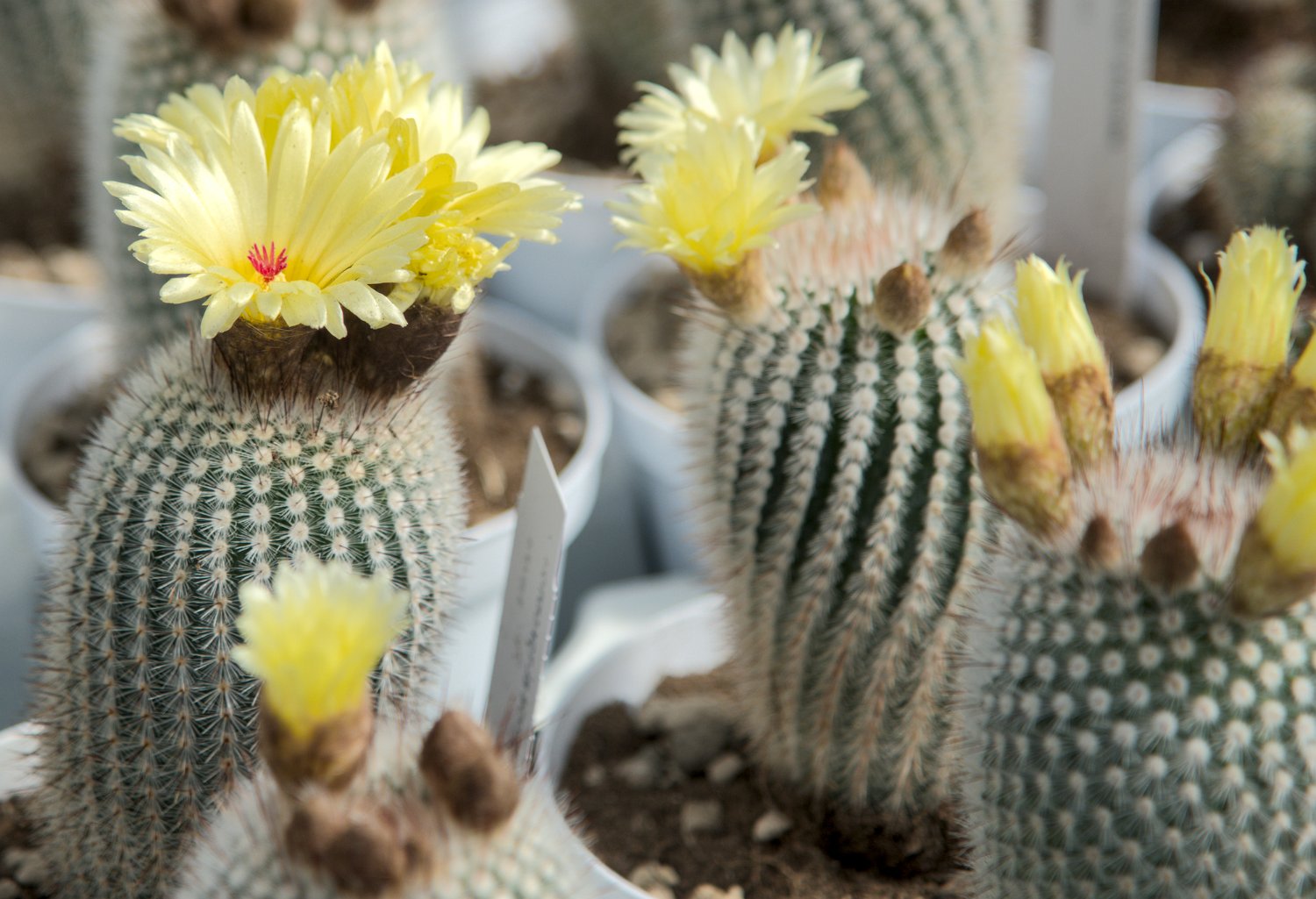 Parodia microsperma