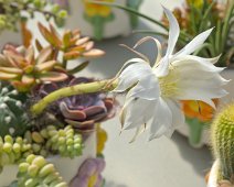 Cactus oursin (Lavibia ancistrophora)