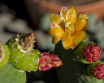 Quipa (Tacinga inamoena)