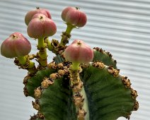 Hybiscus (Euphorbia murielli)