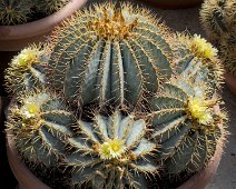 Ferocactus glaucescens