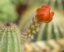 Echinocerus polyacanthus