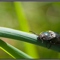 DSC 6384 coléoptère