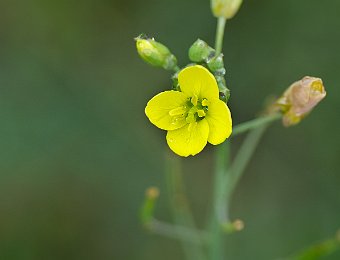 Fleurs de plantes potagères