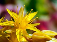 Sedum palmeri  7artisans 60mm F4-1/75-160ISO