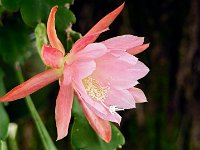 Belle de nuit  7artisans 60mm F4-1/60-200ISO