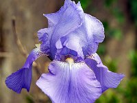 Iris pâle  7artisans 60mm F4-1/420-160ISO