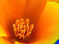 Pavot de Californie - Etamines  7artisans 60mm F4-1/280-160ISO