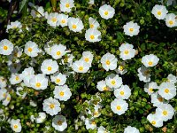 Ciste de Montpellier  7artisans 60mm F4-1/5400-160ISO