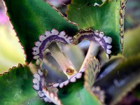 Kalanchoe daigremontiana - Base des feuilles  7artisans 60mm F4-1/60-500ISO