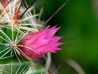 Mammillaria  7artisans 60mm F4-1/60-1000ISO