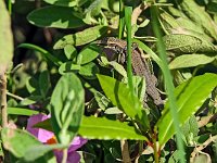 Lézard des murailles  7artisans 60mm F4-1/640-160ISO