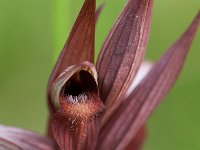 Serapias lingua (Sérapias à languette)  Prairie Gascogne