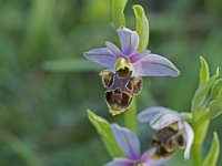 Ophrys scolopax (Ophrys bécasse)  Prairie Gascogne