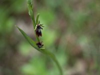 Ophrys insectifera (Ophrys mouche)  Talus bord de route Périgord
