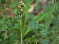 Ophrys insectifera (Ophrys mouche)  Talus bord de route Périgord