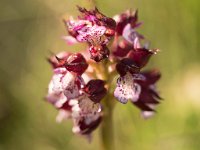 Orchis purpurea (Orchis pourpre)  Prairie Gascogne