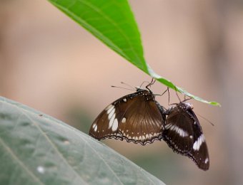 Hypolimnas antevorta -  Tanzanie