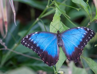 Morpho bleu- ailes déployées