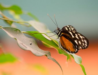 Hecalé (Heliconius hecale) - Amérique du sud