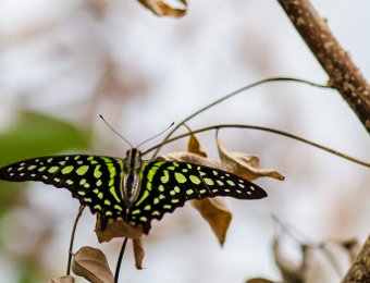 Porte queue geai (Graphium agamemnon) -  Asie du Sud Est et Océanie