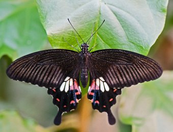 Pachliopta aristolochiae - Asie du SE, Australie