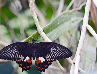 Grand papillon des agrumes (Papilio aegus) - Australie