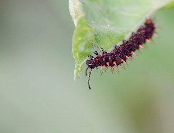 Chenille de Siproeta stelenes