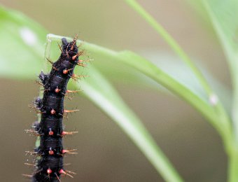 Chenille de Siproeta stelenes