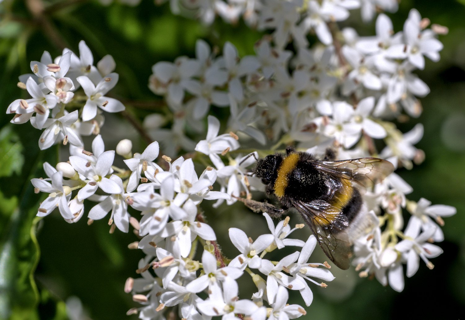Bourdon sur fleur de troène