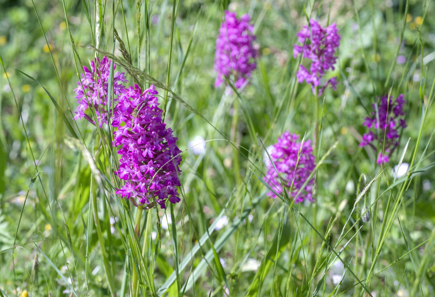 Orchis pyramidal