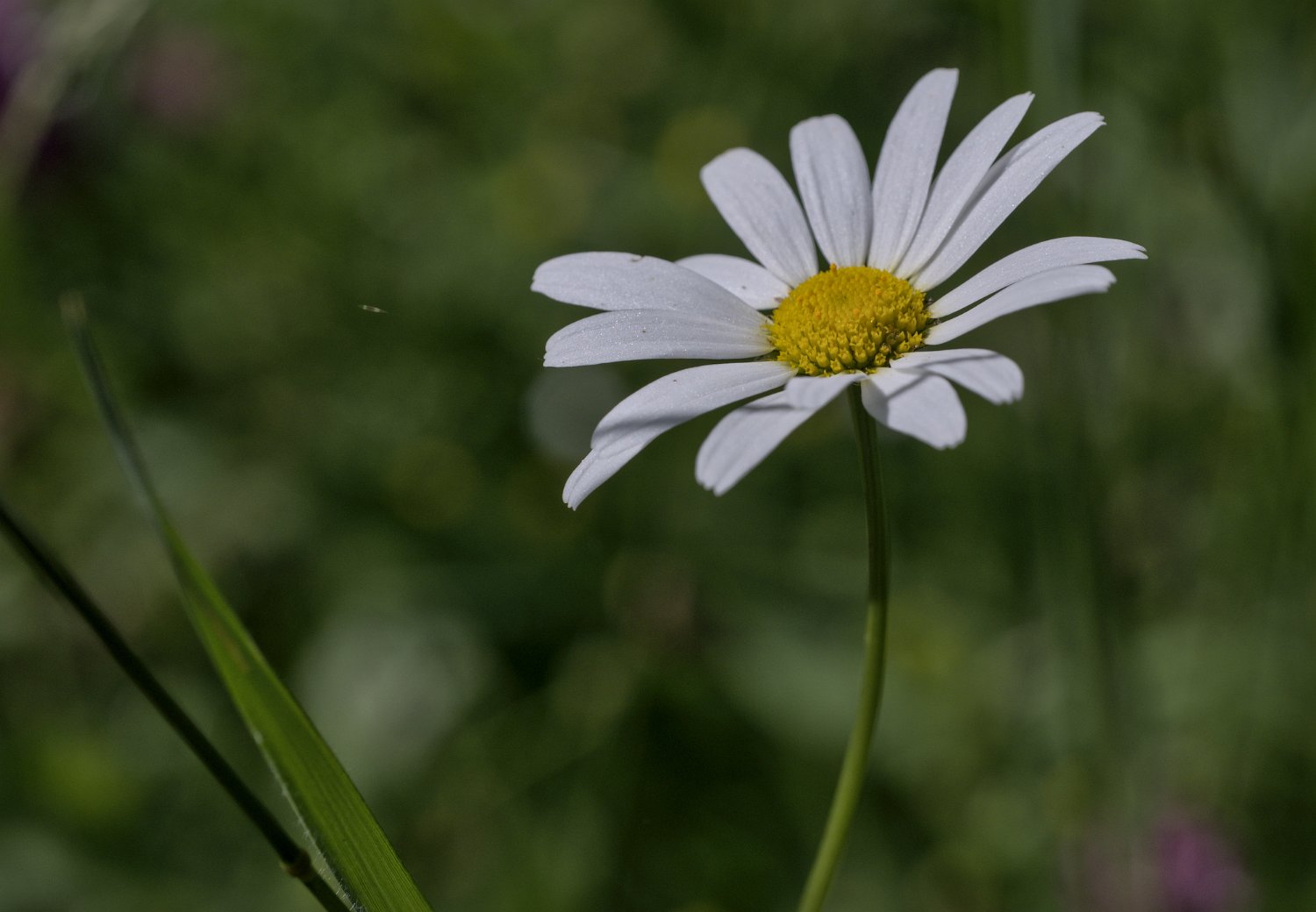 Marguerite