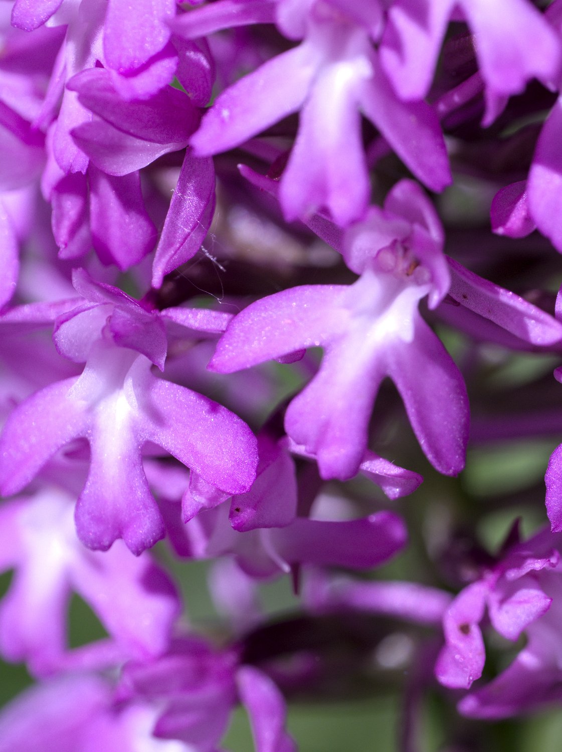 Orchis pyramidal