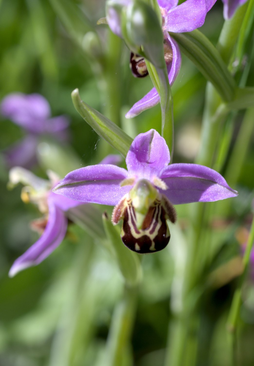 Ophrys abeille