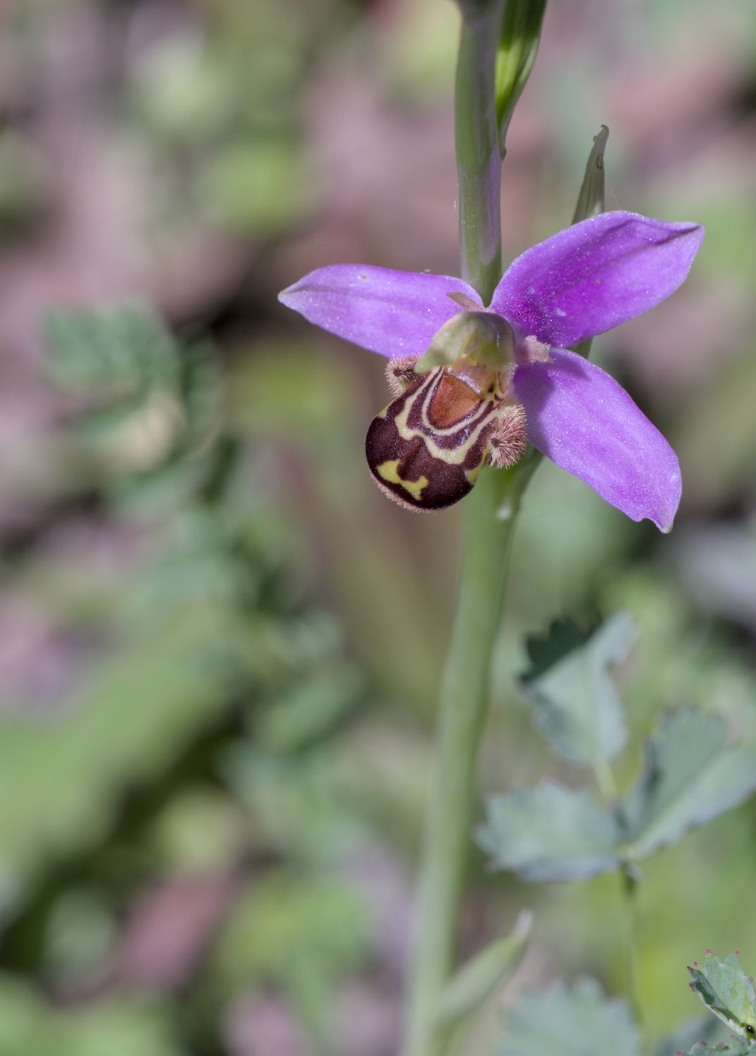 Ophrys abeille